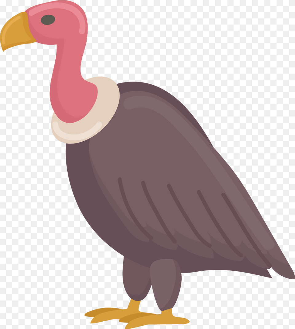 Vulture Clipart, Animal, Bird, Beak, Condor Free Png