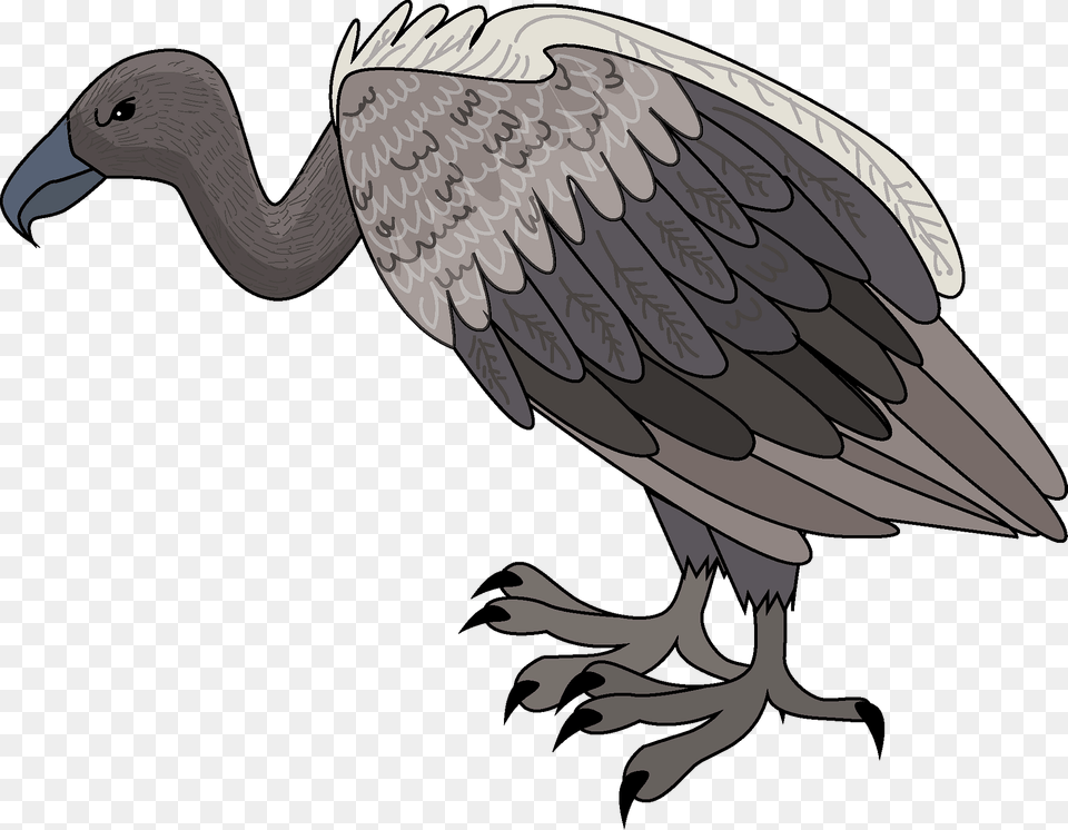 Vulture Clipart, Animal, Bird, Beak, Condor Png Image