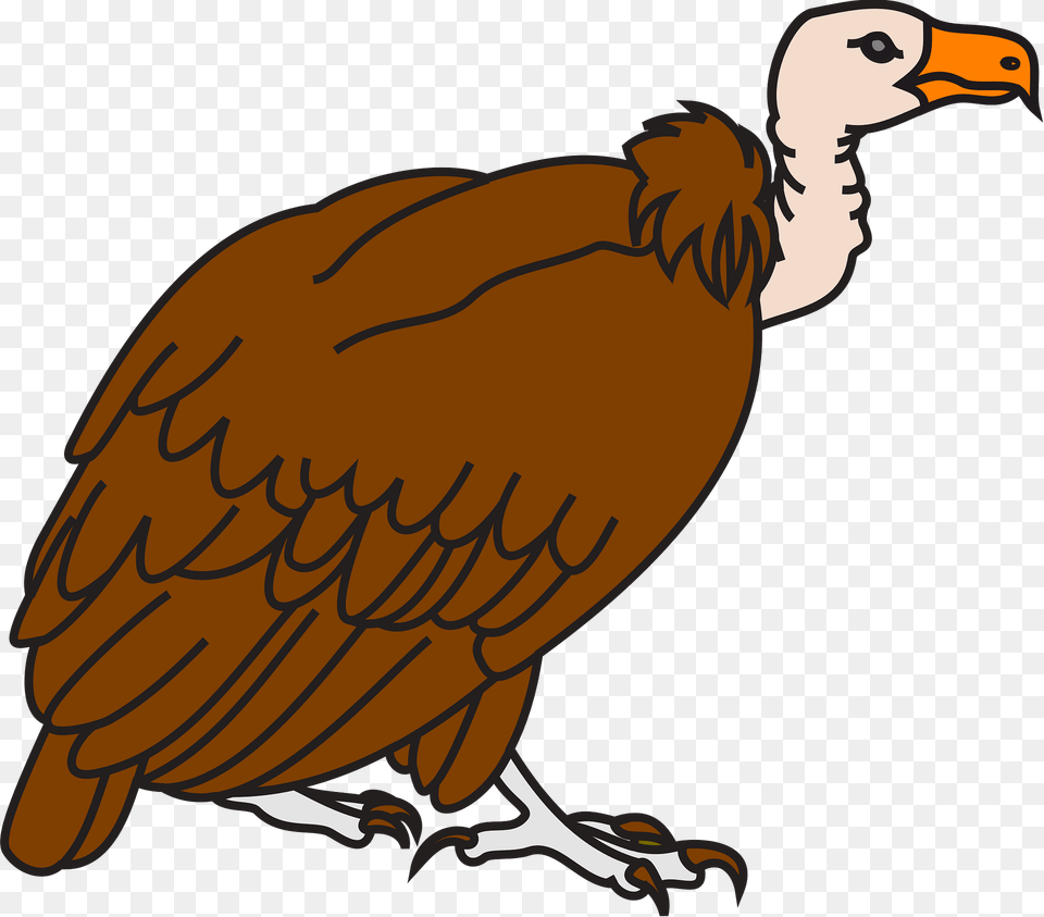 Vulture Clipart, Animal, Bird, Condor, Beak Free Png