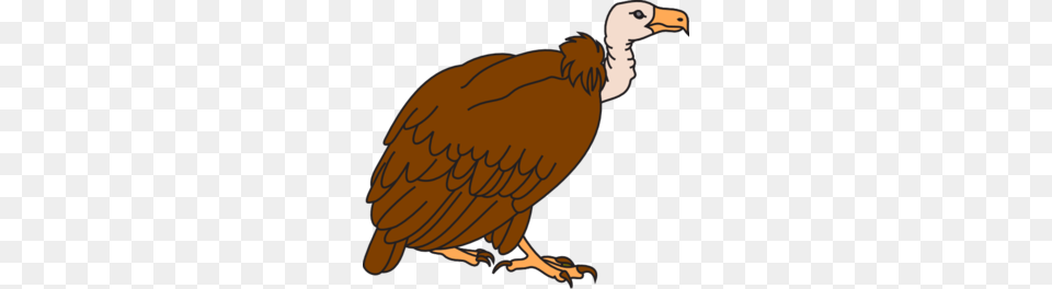 Vulture Clipart Clip Art, Animal, Bird, Condor Free Png