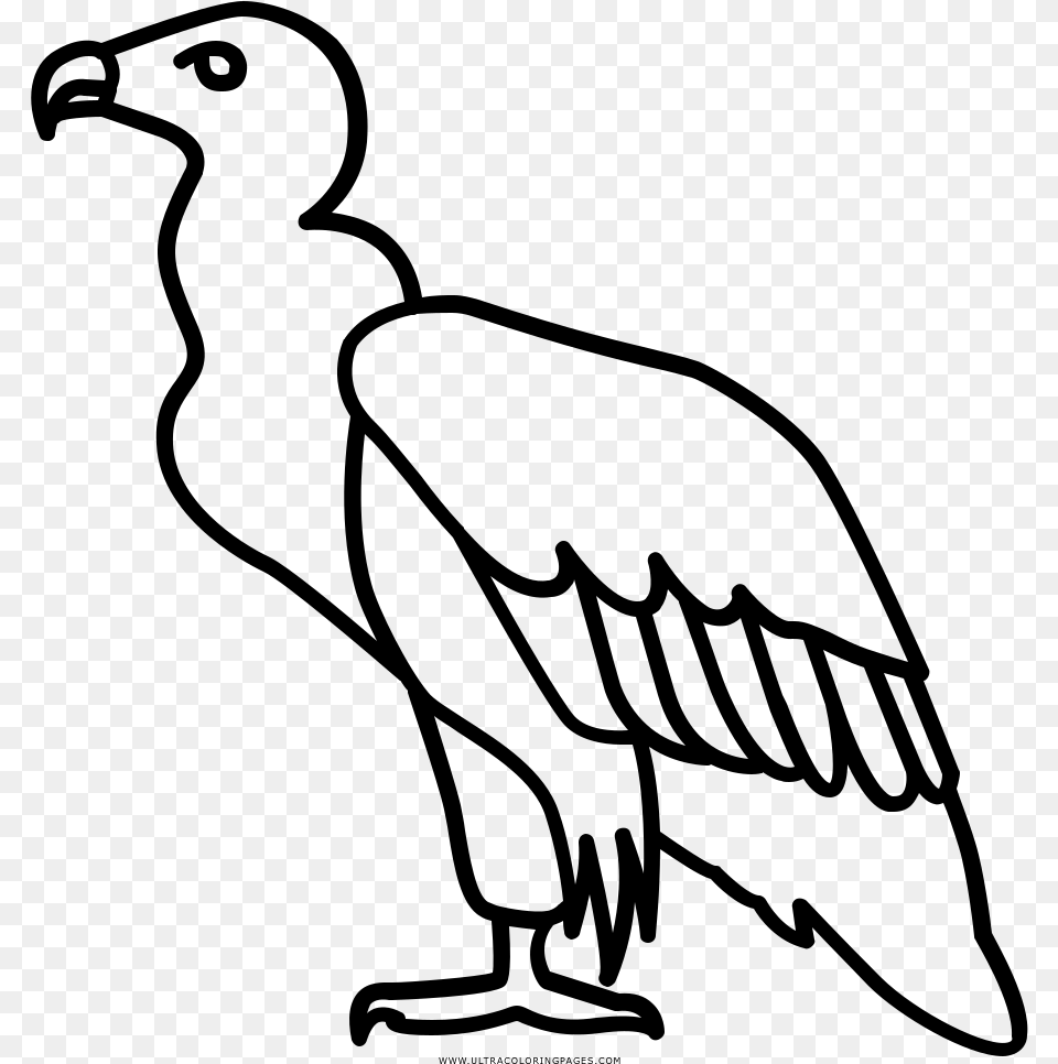 Vulture Coloring, Gray Png