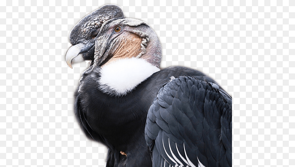 Vulture Condor Sticker By Clayton Lion Hitchens Condor Del Ecuador, Animal, Bird Free Transparent Png