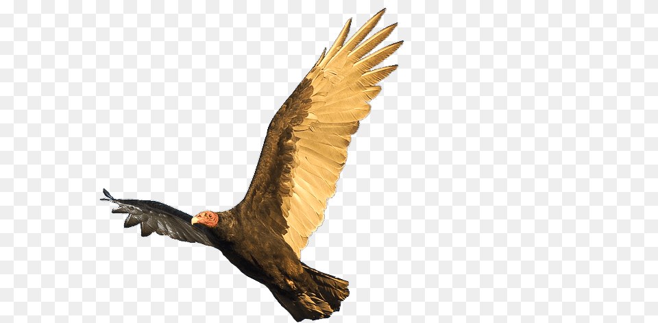 Vulture Control Program Safe Haven Bird Removal And Relocation Golden Eagle, Animal, Flying, Condor Png Image