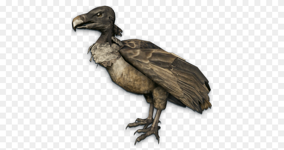 Vulture Cut Out, Animal, Bird, Condor Png