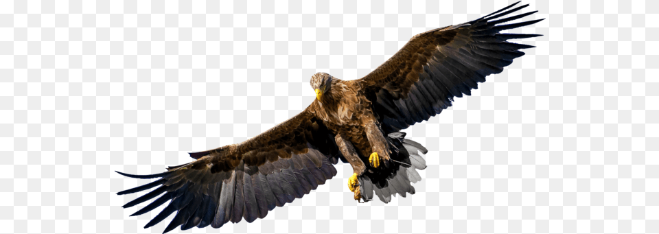 Vulture Photo Background Transparent And Svg Bird Of Prey Transparent, Animal, Eagle, Flying Free Png
