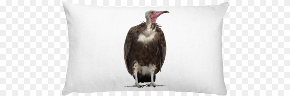 Vulture Print Rectangular Pillow Eye And Wink Svg, Animal, Bird, Beak, Condor Png