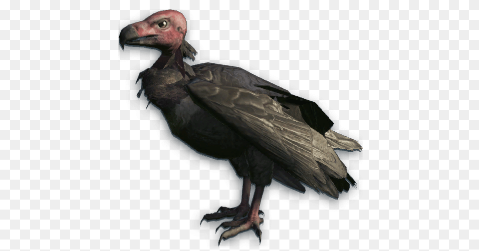 Vulture Red Head, Animal, Bird, Condor, Adult Free Png Download