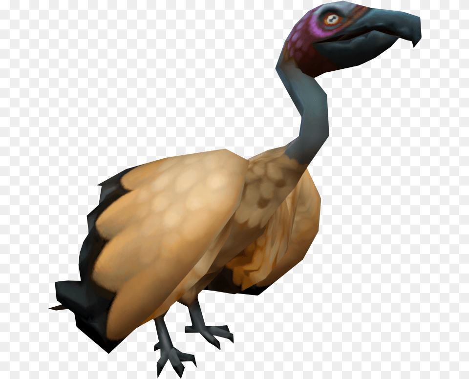 Vulture Runescape Wiki Fandom Flightless Bird, Animal Free Png
