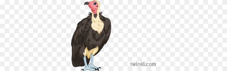 Vulture Science Ecology Animals Birds Wildlife Secondary California Condor, Animal, Bird, Beak Free Transparent Png