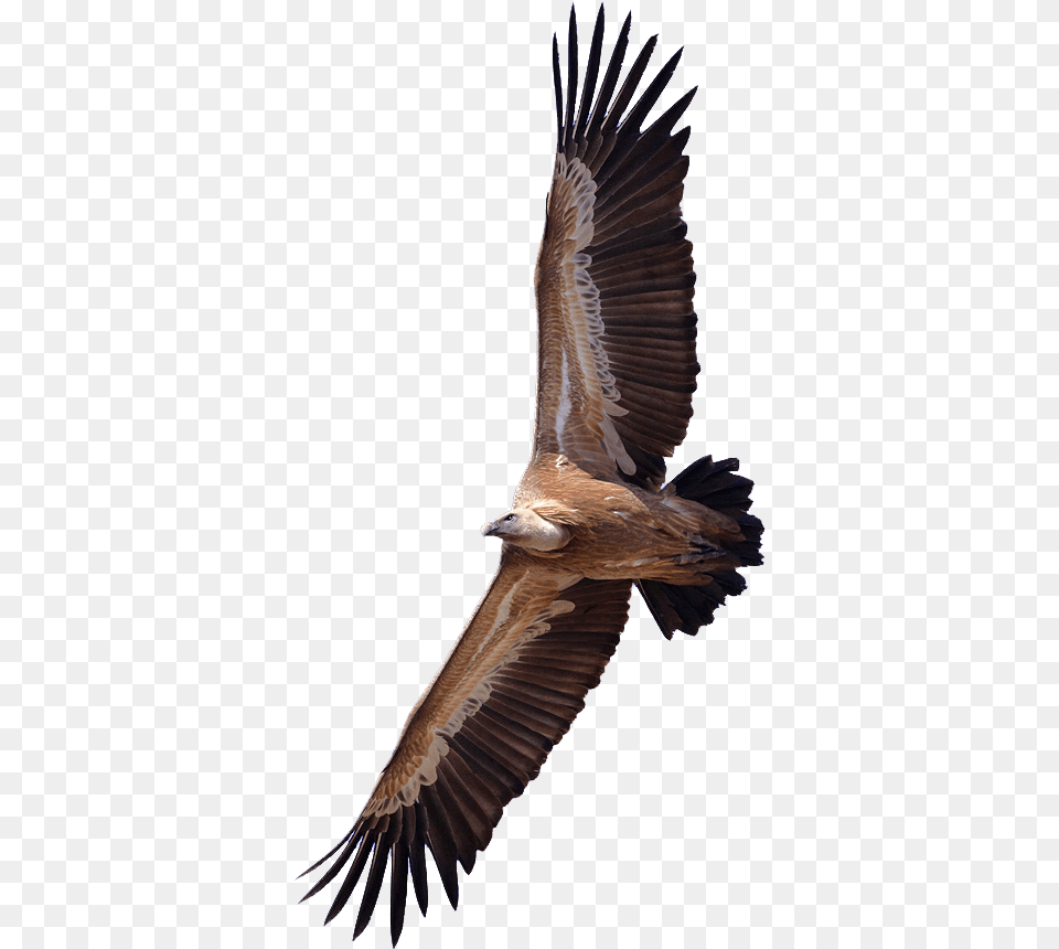 Vulture Transparent, Animal, Bird, Flying, Condor Png Image