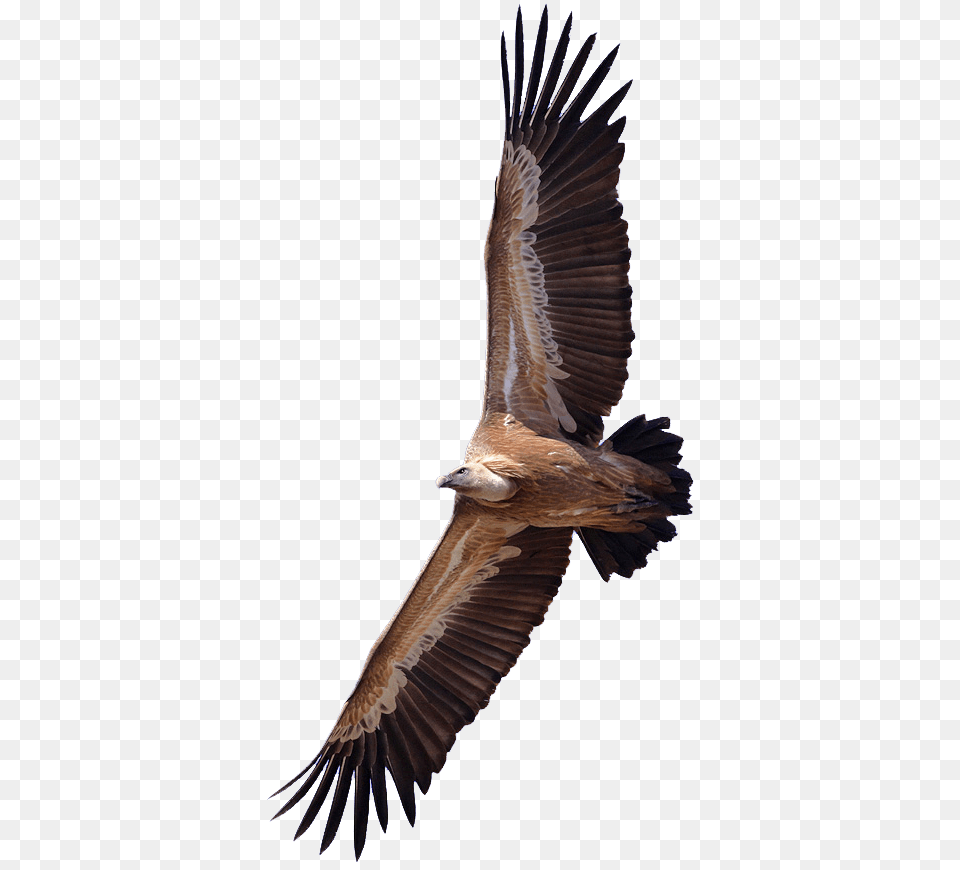 Vulture Transparent Vulture, Animal, Bird, Flying, Condor Png Image