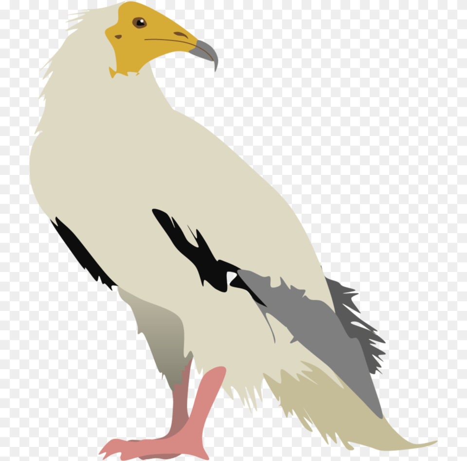 Vulture Vector Jpg Library Bird Of Prey, Animal, Beak Free Png