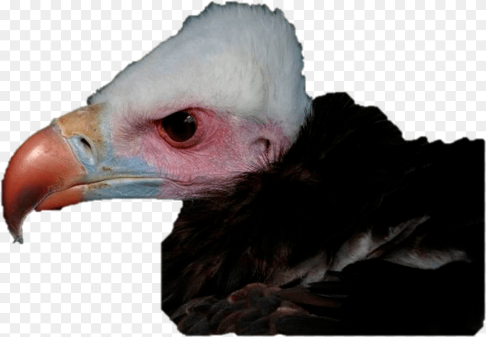 Vulture Vision Paper Accepted Dr Steve Portugal Animal Domesticated Turkey, Beak, Bird, Condor Free Png Download