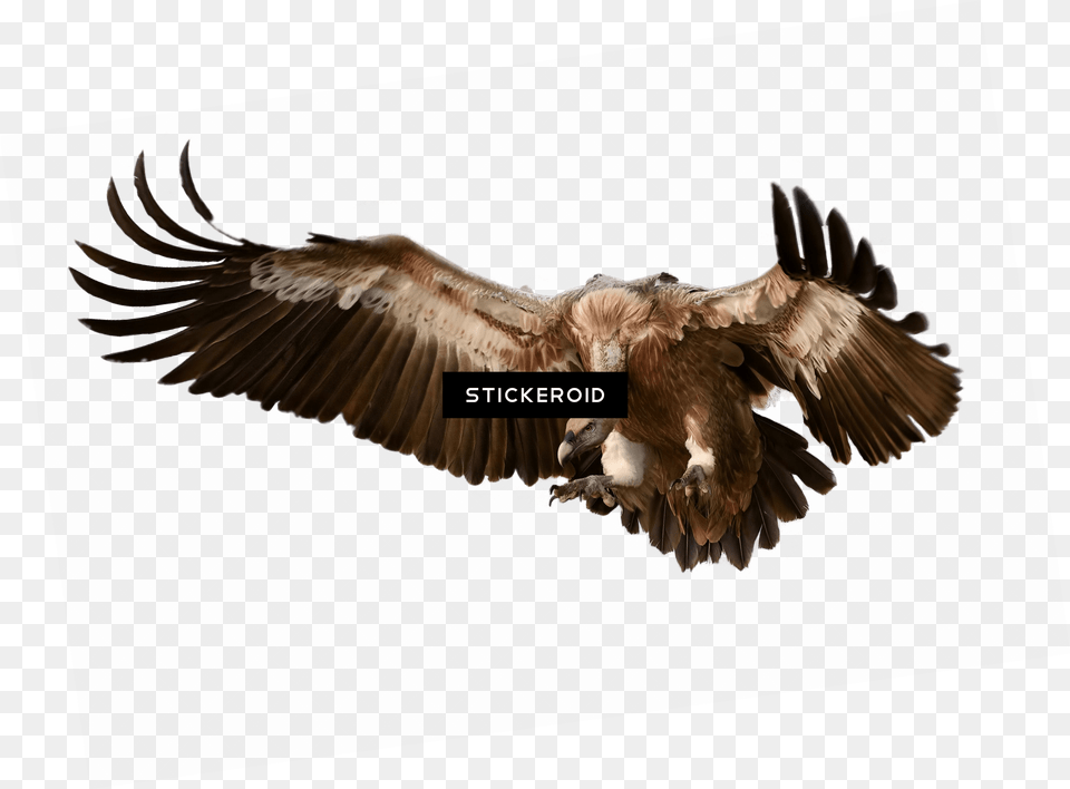Vulture Vulture, Animal, Bird, Flying, Condor Free Transparent Png