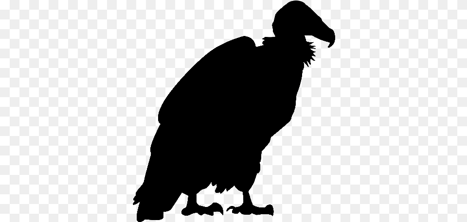 Vulture Vulture Silhouette, Animal, Bird, Condor Png