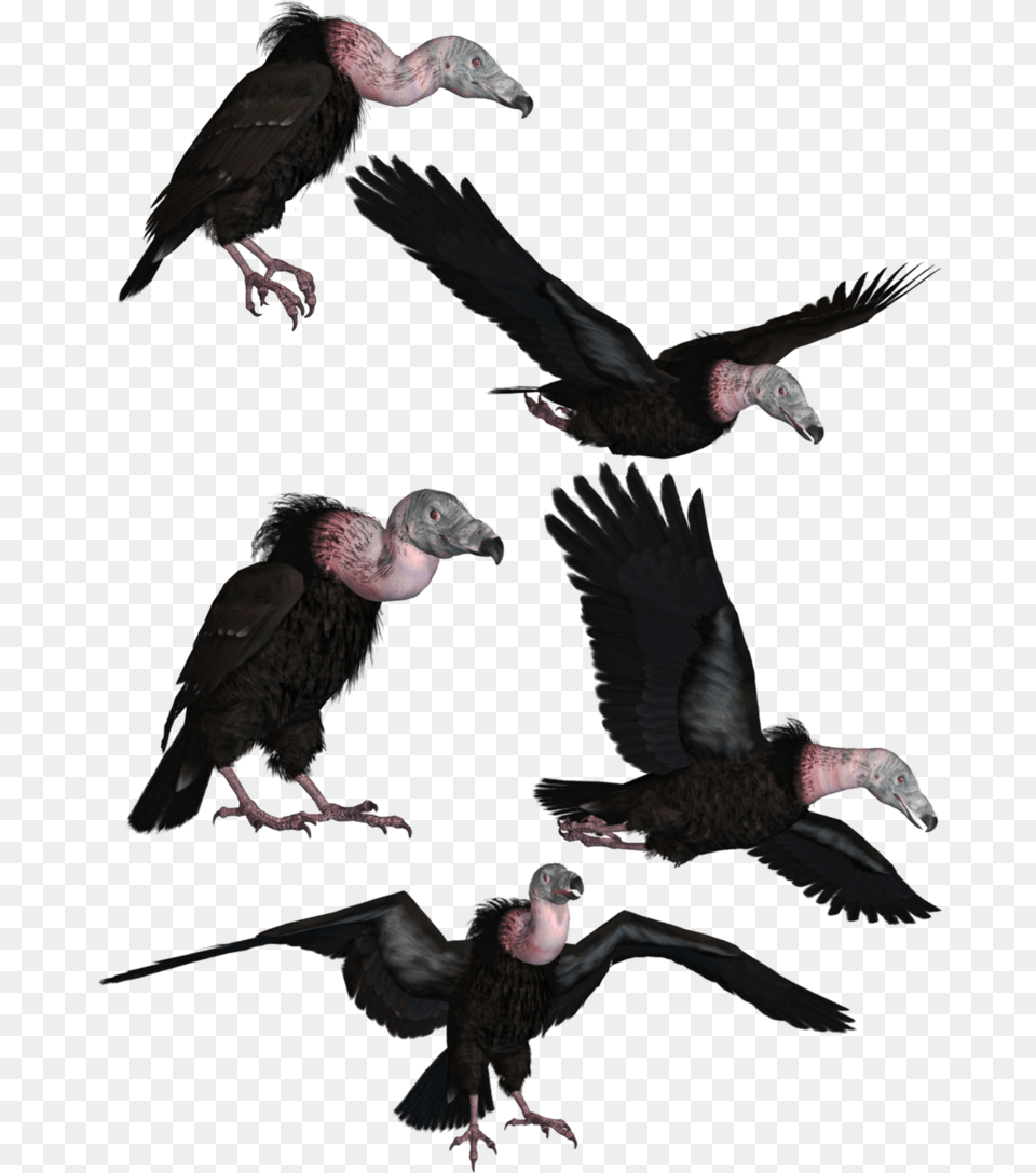 Vultures, Animal, Bird, Vulture, Condor Free Transparent Png