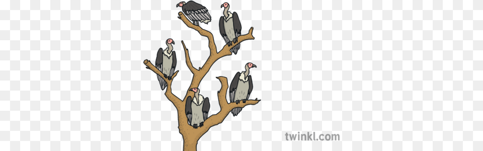 Vultures In A Tree Africa Birds Ks1 Illustration Twinkl Vultures In A Tree, Animal, Bird, Vulture, Condor Free Transparent Png