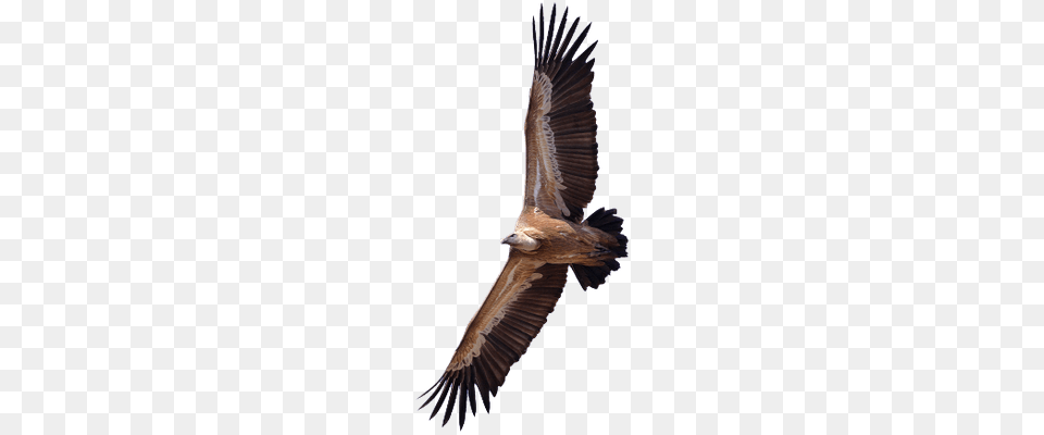 Vultures Transparent Images, Animal, Bird, Flying, Vulture Free Png Download