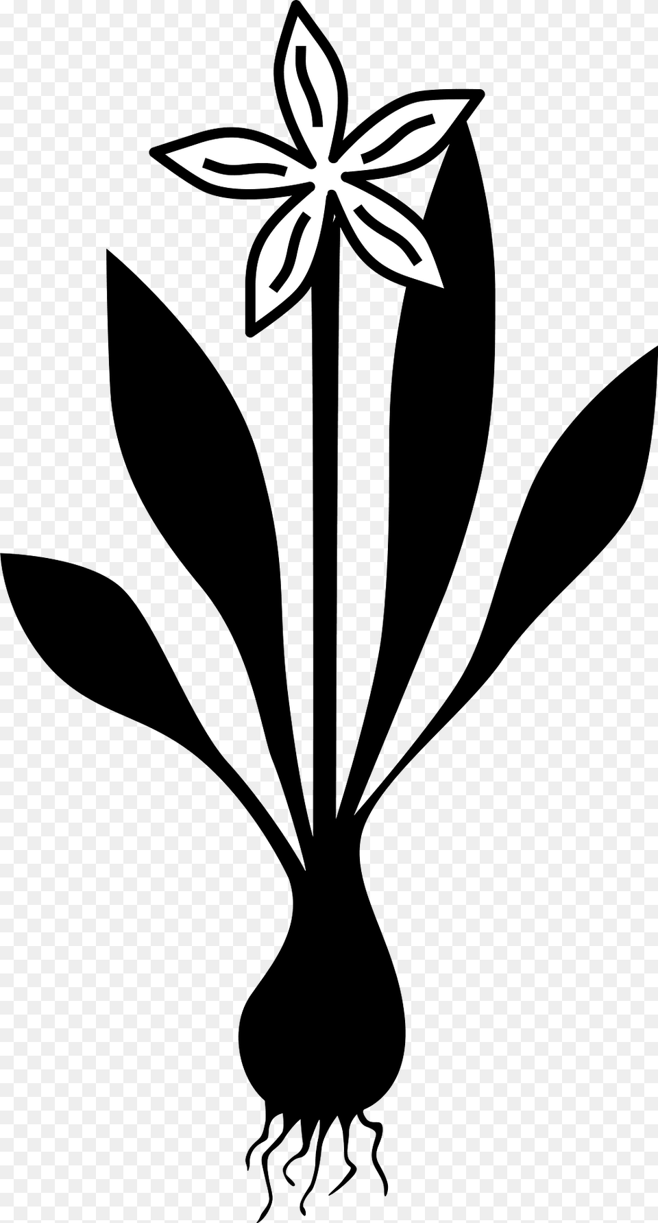 W Plant Clipart, Flower, Stencil, Amaryllidaceae, Leaf Free Transparent Png