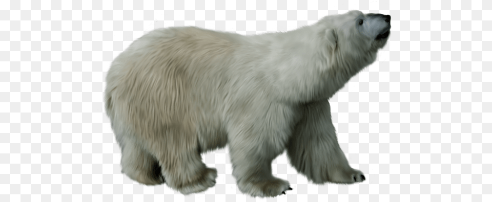 Wa 17 Animal Backround, Mammal, Bear, Wildlife, Polar Bear Free Transparent Png