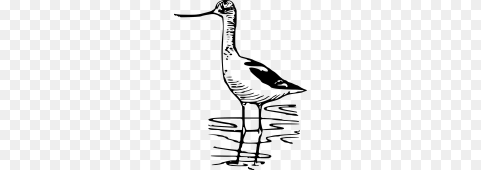 Wading Bird Animal, Crane Bird, Waterfowl Png Image