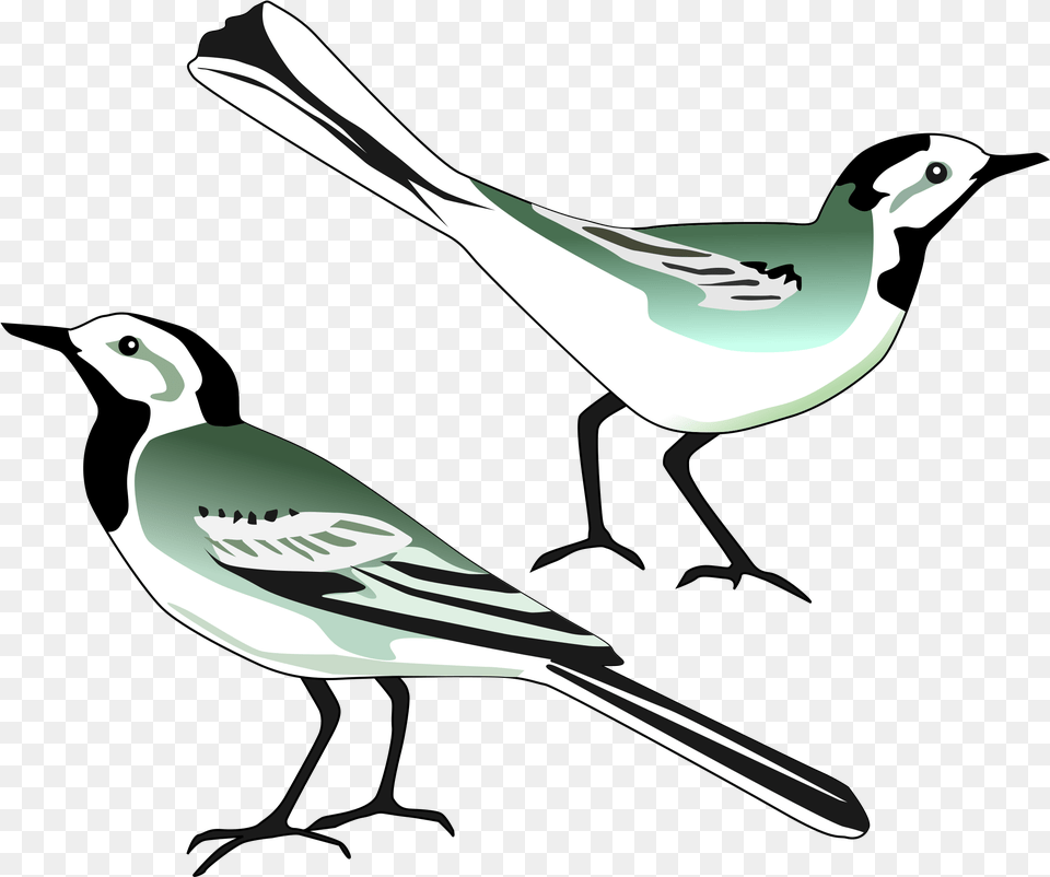 Wagtail Clipart, Stencil, Animal, Bird, Finch Free Png
