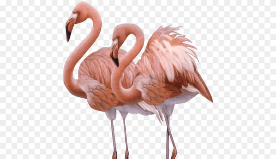 Wahania Tego Flaminga Mog By Znaczne American Flamingo, Animal, Bird Png Image