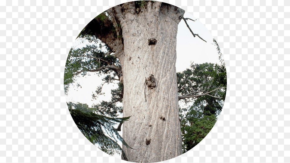 Waipoua Forest Mahuta, Plant, Tree, Tree Trunk, Hole Free Transparent Png
