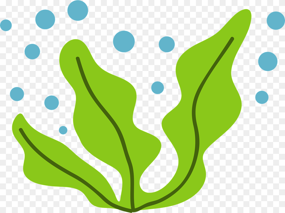 Wakame Seaweed Clipart, Leaf, Plant, Pattern Png