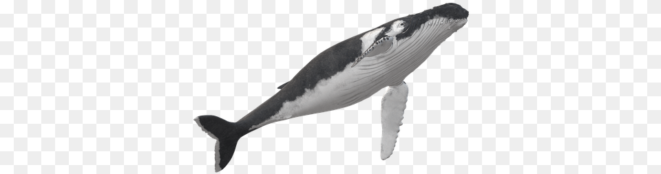 Wal Humpback Whale Animal Maritime Killer Whale, Mammal, Sea Life, Fish, Shark Free Png