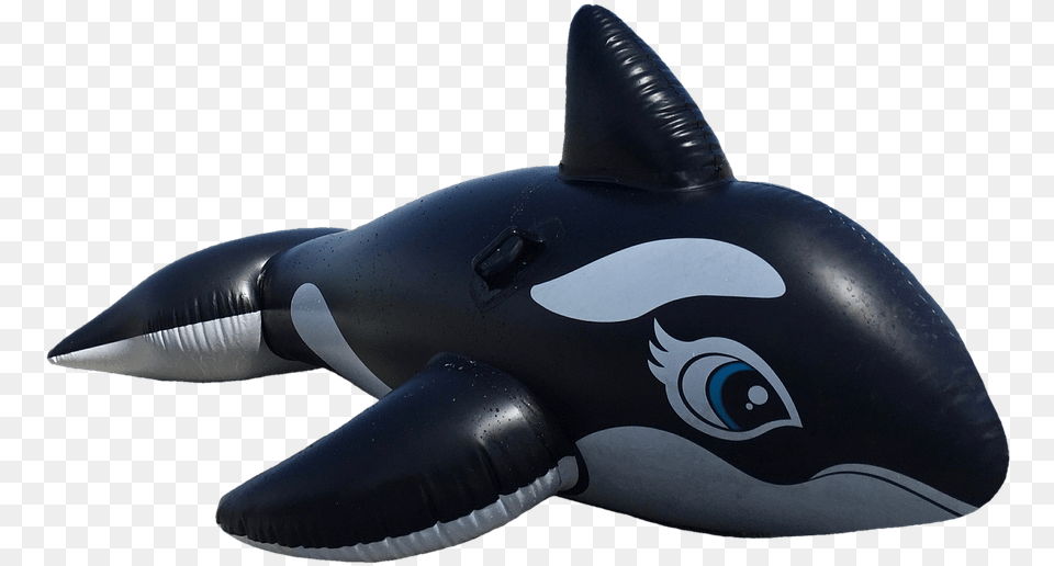 Wal Killer Orca Marine Mammals Float Toys Schwimmhilfe, Inflatable, Animal, Mammal, Sea Life Free Png
