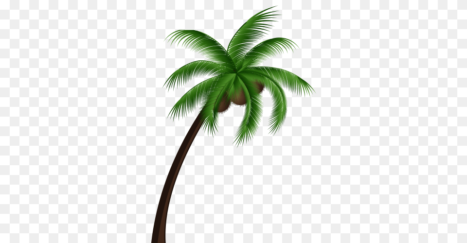 Wala Lang Palm Tree, Palm Tree, Plant Free Png