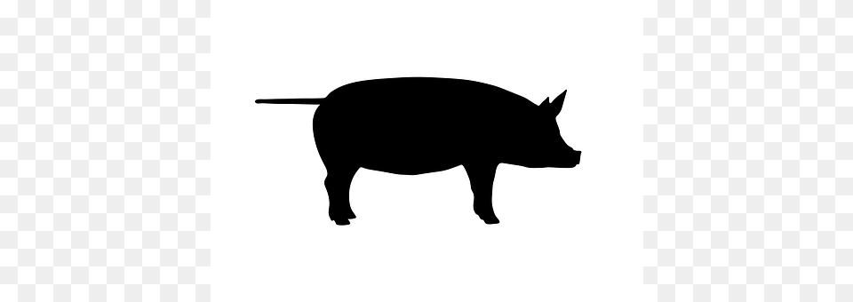 Walk Animal, Boar, Hog, Mammal Free Png Download