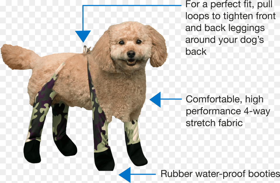 Walkee Paws Toy Poodle, Animal, Canine, Dog, Mammal Png Image