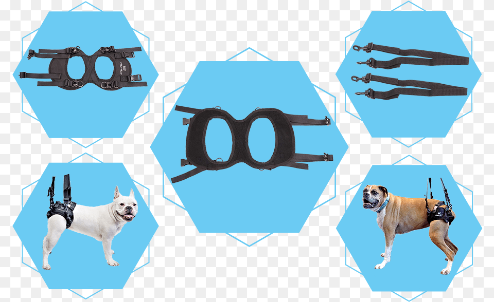 Walkin, Animal, Canine, Dog, Mammal Free Transparent Png