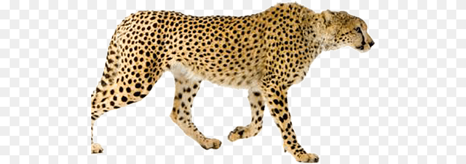 Walking Cheetah, Animal, Mammal, Wildlife Png