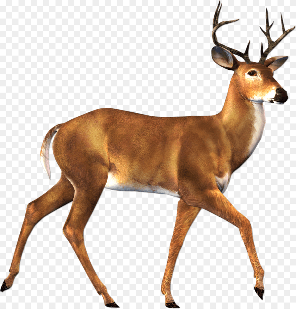 Walking Deer Sideview, Animal, Antelope, Mammal, Wildlife Png Image
