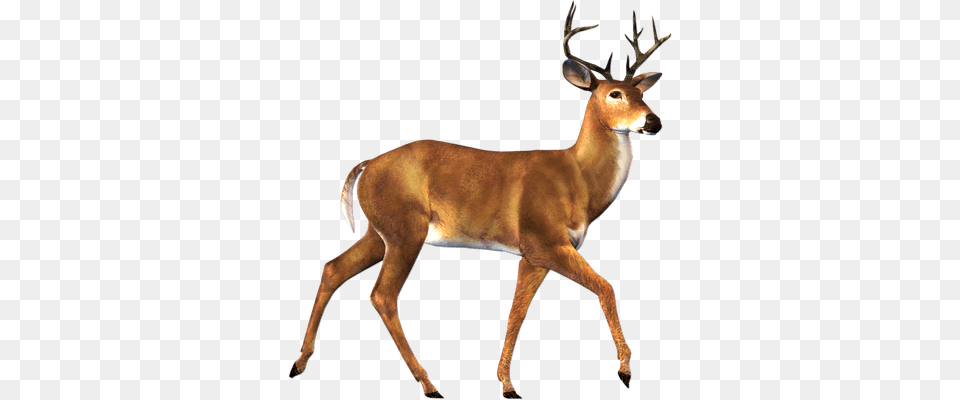 Walking Deer Sideview Transparent, Animal, Mammal, Wildlife, Antelope Free Png