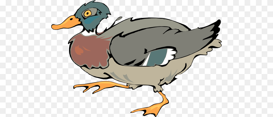 Walking Duck Clip Art, Animal, Anseriformes, Bird, Waterfowl Png