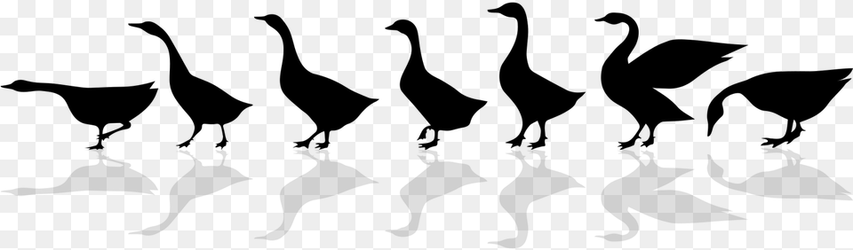 Walking Geese Silhouette, Gray Png