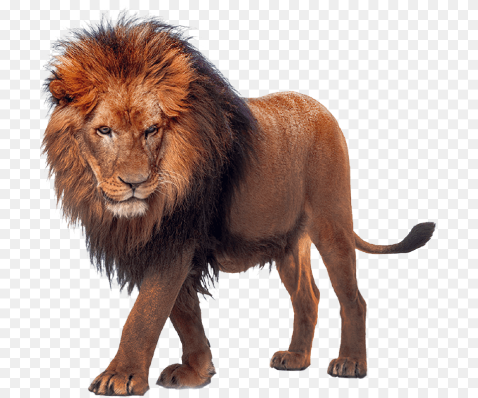 Walking Lion Max Verstappen Unleash The Lion, Animal, Mammal, Wildlife Png