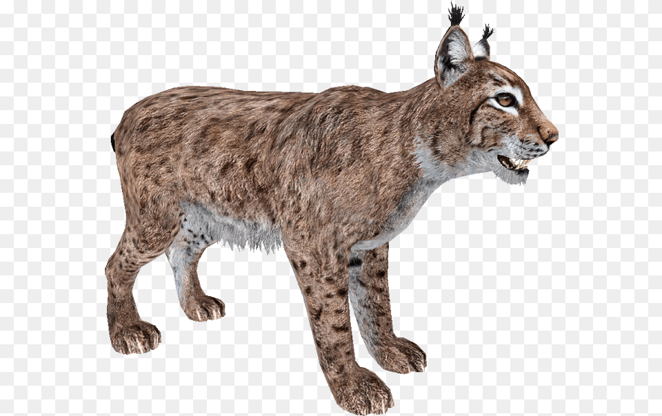 Walking Lynx Photo Animal Bobcat, Canine, Dog, Mammal, Pet Free Transparent Png