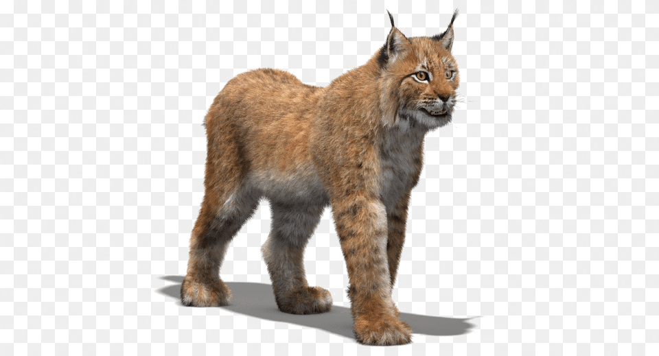 Walking Lynx Transparent Image Lynx 3d, Animal, Cat, Mammal, Pet Free Png