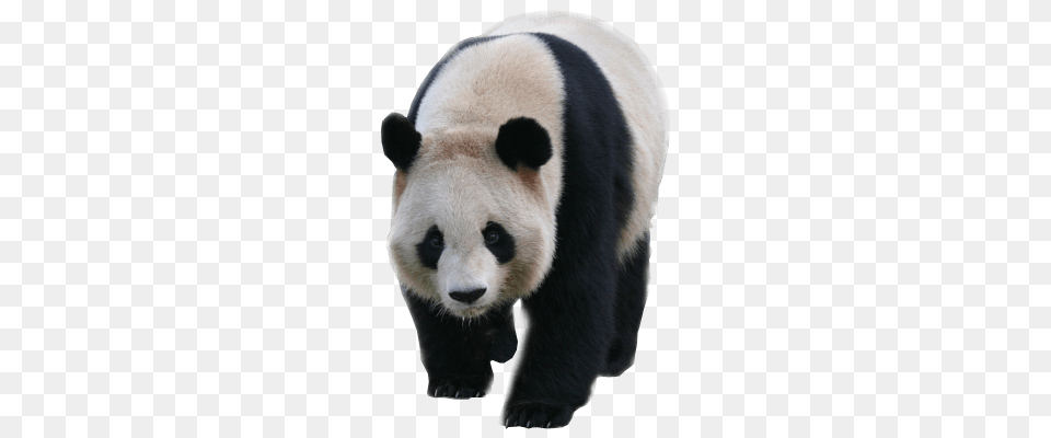 Walking Panda, Animal, Bear, Giant Panda, Mammal Free Transparent Png