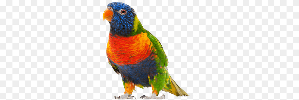 Walking Small Parrot Colourful Ringer Bells Toy For Bird Parrot African, Animal, Beak Free Transparent Png