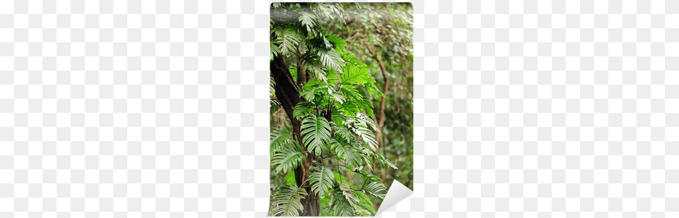 Wall, Conifer, Tree, Rainforest, Plant Png