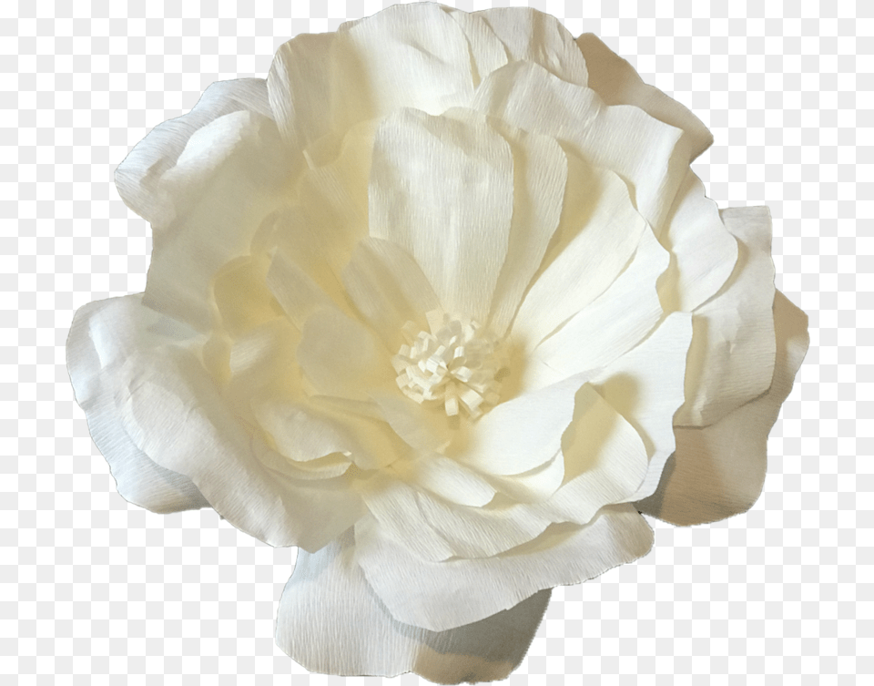 Wall Flower Paper, Anemone, Anther, Dahlia, Petal Png Image
