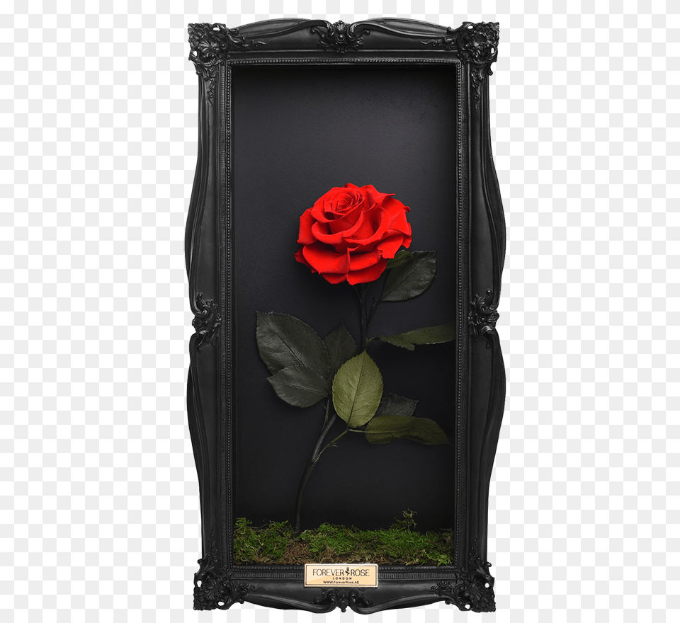 Wall Frame Rose Forever Wall Frame, Flower, Plant Free Transparent Png