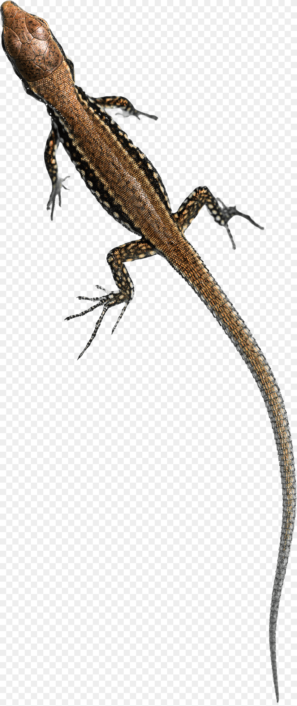 Wall Lizard, Animal, Gecko, Reptile Free Png Download