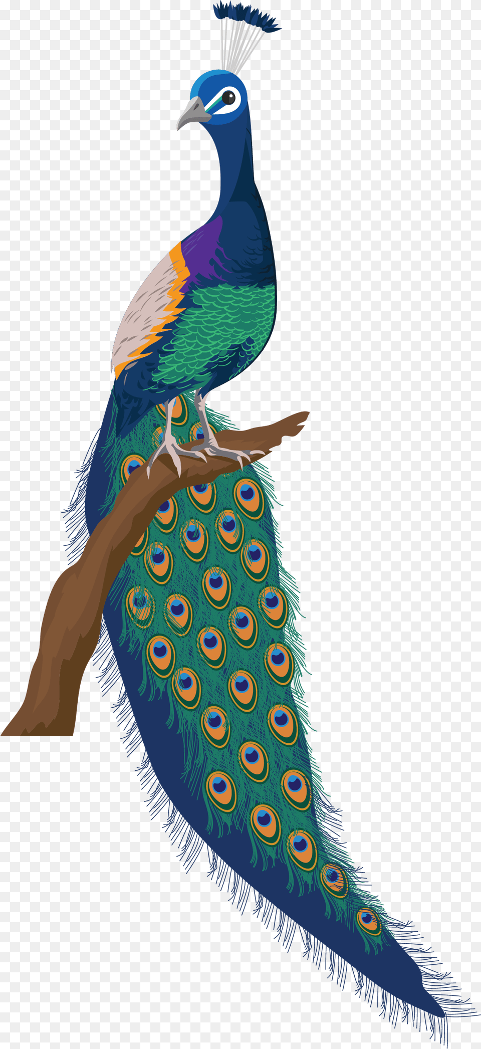 Wall Painting Switchboard Drawing Design, Animal, Bird, Peacock Png